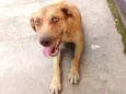 O nome você escolhe!
