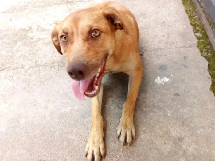Cachorro ra a Sem raça definida idade 1 ano nome O nome você escolhe!