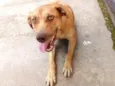 O nome você escolhe!