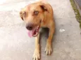O nome você escolhe!