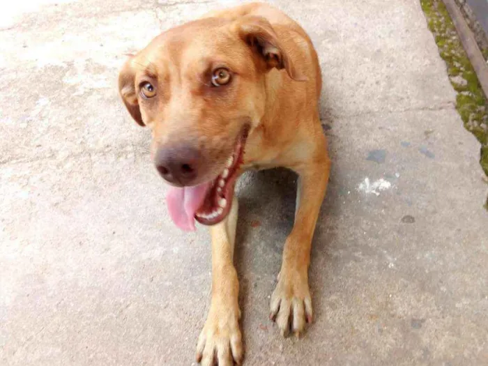 Cachorro ra a Sem raça definida idade 1 ano nome O nome você escolhe!