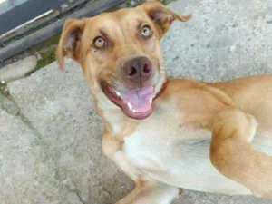 Cachorro raça Sem raça definida idade 1 ano nome O nome você escolhe!