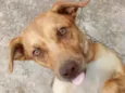 O nome você escolhe!
