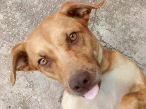 Cachorro ra a Sem raça definida idade 1 ano nome O nome você escolhe!