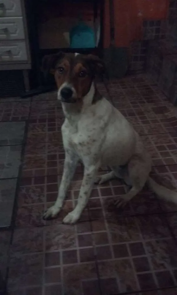 Cachorro ra a SRD idade 4 anos nome Lua