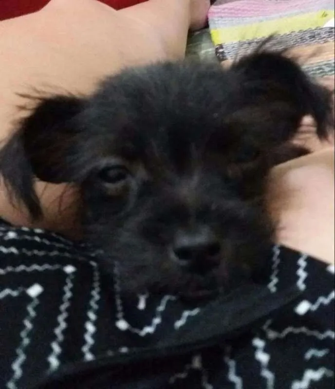 Cachorro ra a SRD  Sem raça definida idade 2 a 6 meses nome Sem nome