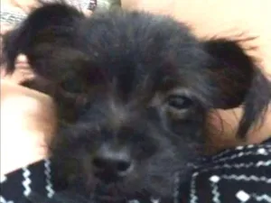Cachorro raça SRD  Sem raça definida idade 2 a 6 meses nome Sem nome