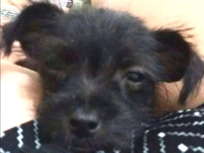 Cachorro ra a SRD  Sem raça definida idade 2 a 6 meses nome Sem nome