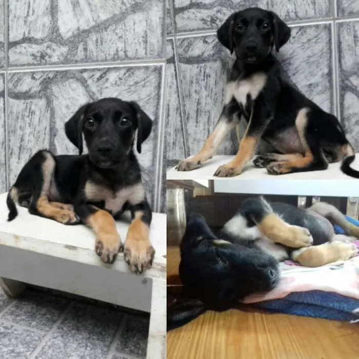 Cachorro ra a SRD idade 2 a 6 meses nome Gamora
