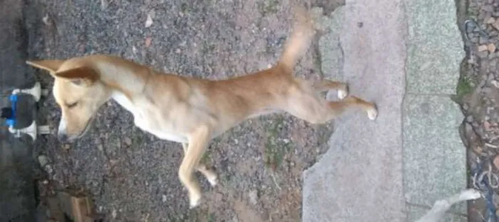 Cachorro ra a Vira-lata idade 2 a 6 meses nome Sem Nome