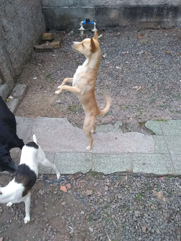 Cachorro ra a Vira-lata idade 2 a 6 meses nome Sem Nome