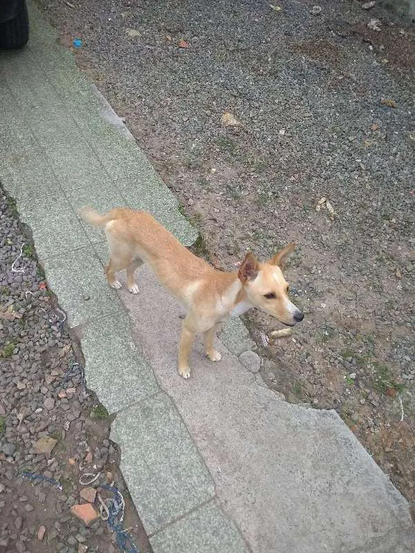 Cachorro ra a Vira-lata idade 2 a 6 meses nome Sem Nome