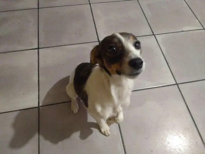 Cachorro ra a Vira-lata idade 2 a 6 meses nome Sem Nome