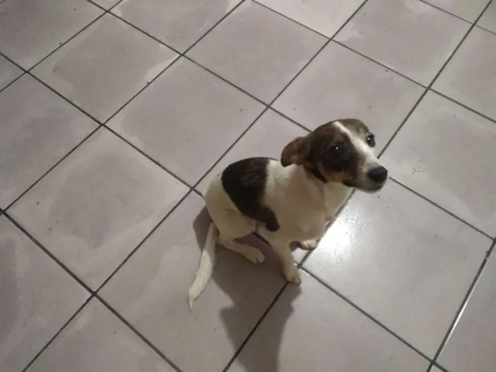 Cachorro ra a Vira-lata idade 2 a 6 meses nome Sem Nome