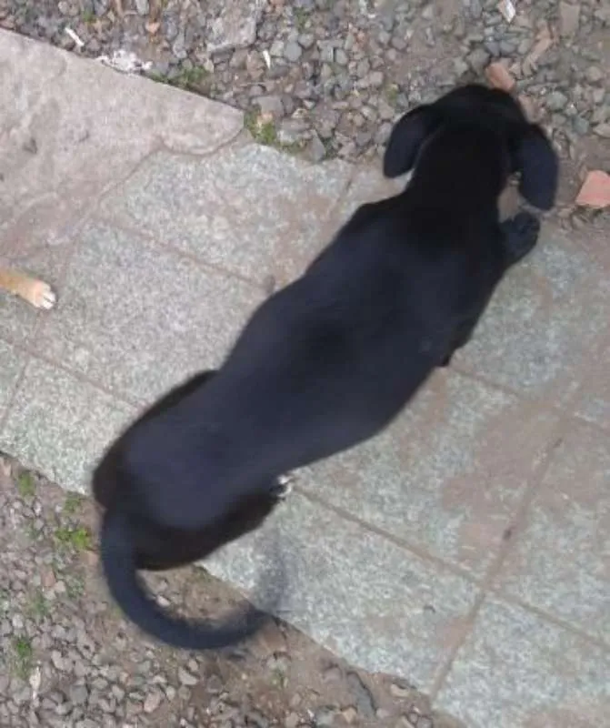 Cachorro ra a Vira-Lata idade 2 a 6 meses nome Sem Nome