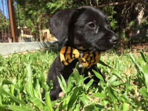 Cachorro raça  idade  nome Theo