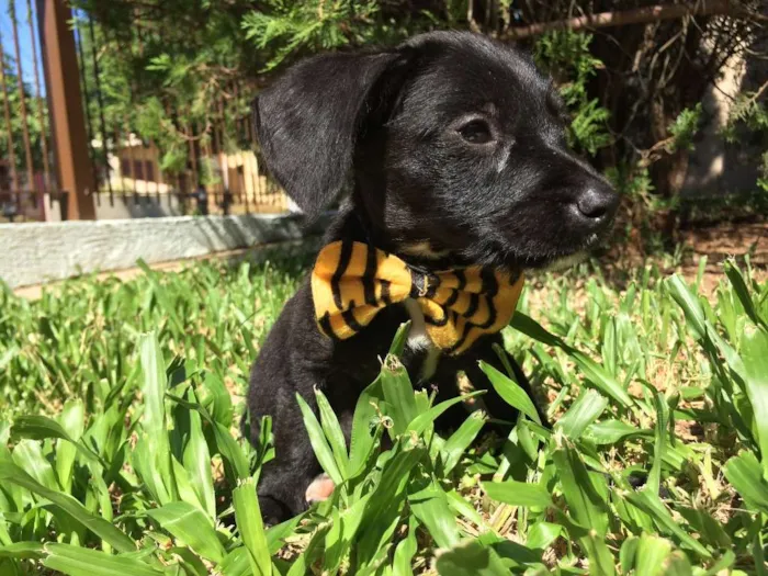 Cachorro ra a  idade  nome Theo