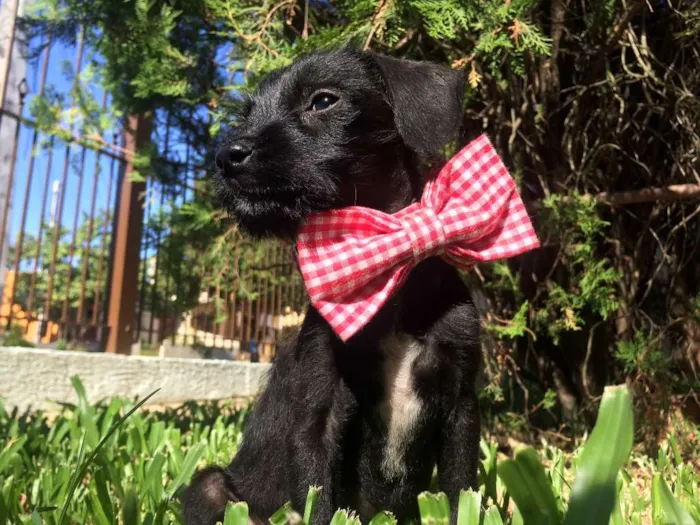 Cachorro ra a  idade  nome Chico