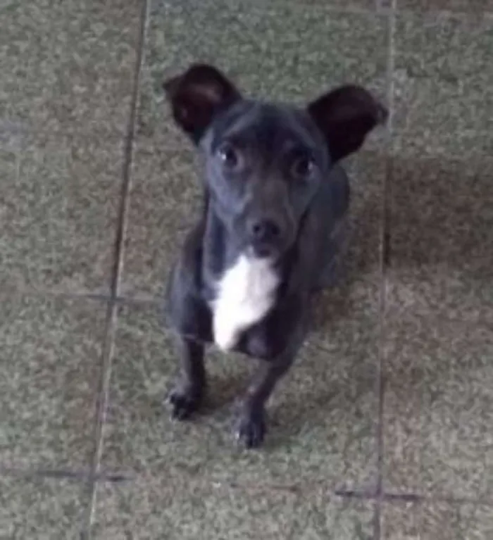 Cachorro ra a Vira-Lata idade 2 a 6 meses nome Sem Nome