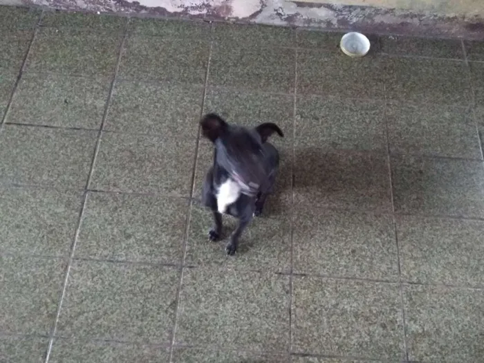 Cachorro ra a Vira-Lata idade 2 a 6 meses nome Sem Nome