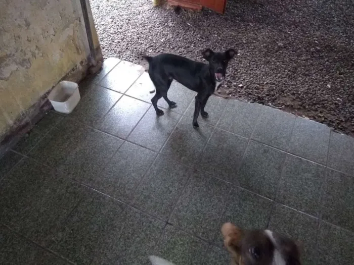 Cachorro ra a Vira-Lata idade 2 a 6 meses nome Sem Nome