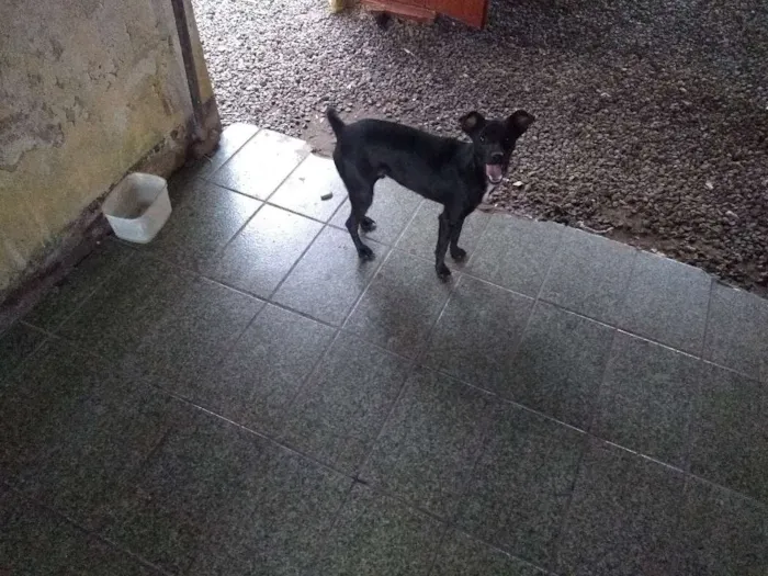 Cachorro ra a Vira-Lata idade 2 a 6 meses nome Sem Nome