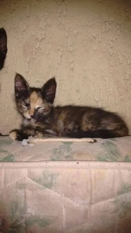 Gato ra a Vira-lata  idade 2 a 6 meses nome Gatos Filhotes