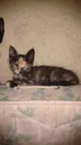 Gatos Filhotes