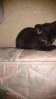 Gatos Filhotes