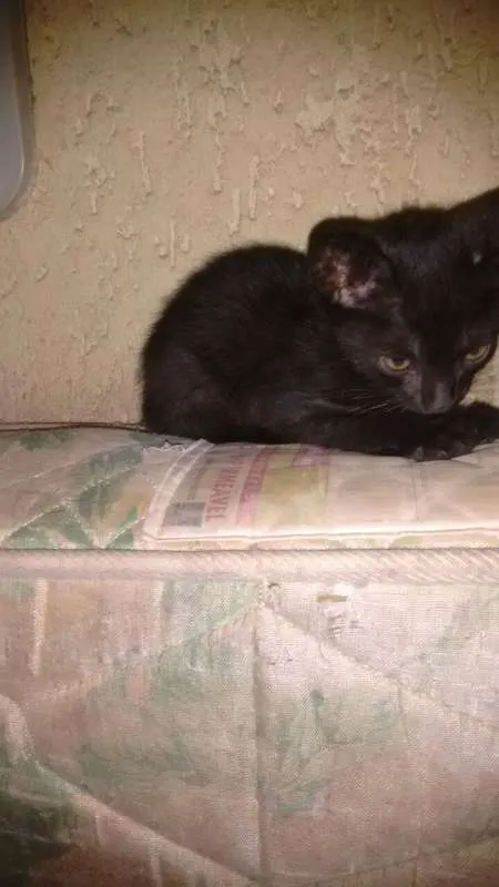 Gato ra a Vira-lata  idade 2 a 6 meses nome Gatos Filhotes