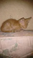 Gatos Filhotes