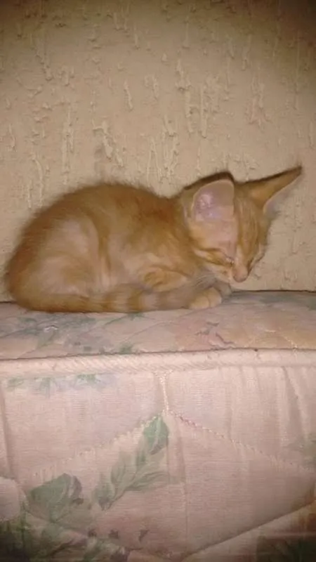 Gato ra a Vira-lata  idade 2 a 6 meses nome Gatos Filhotes