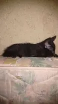 Gatos Filhotes