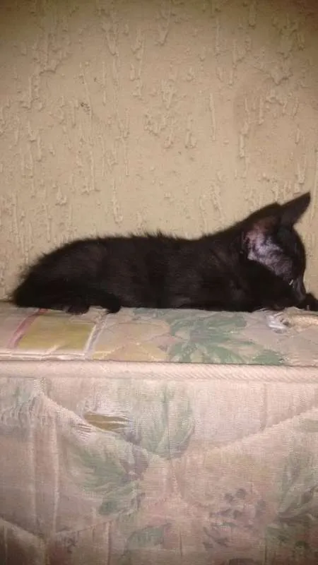 Gato ra a Vira-lata  idade 2 a 6 meses nome Gatos Filhotes