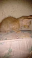 Gatos Filhotes