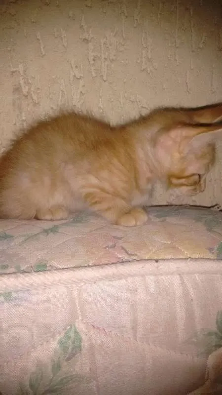 Gato ra a Vira-lata  idade 2 a 6 meses nome Gatos Filhotes