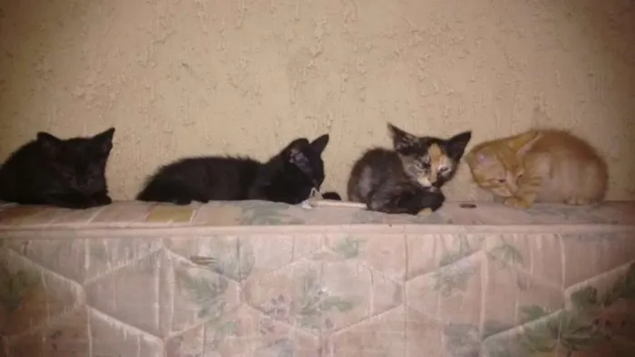 Gato ra a Vira-lata  idade 2 a 6 meses nome Gatos Filhotes