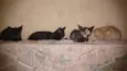 Gatos Filhotes