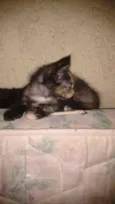 Gatos Filhotes