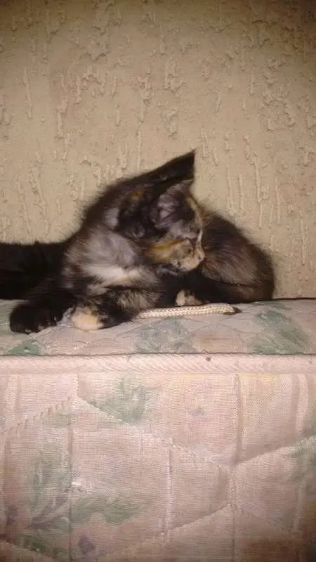 Gato ra a Vira-lata  idade 2 a 6 meses nome Gatos Filhotes