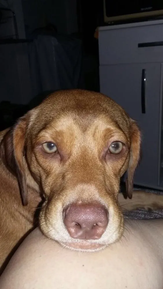 Cachorro ra a SRD  idade  nome Gigi 