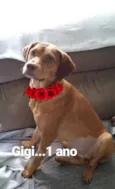 Gigi 