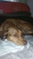 Gigi 
