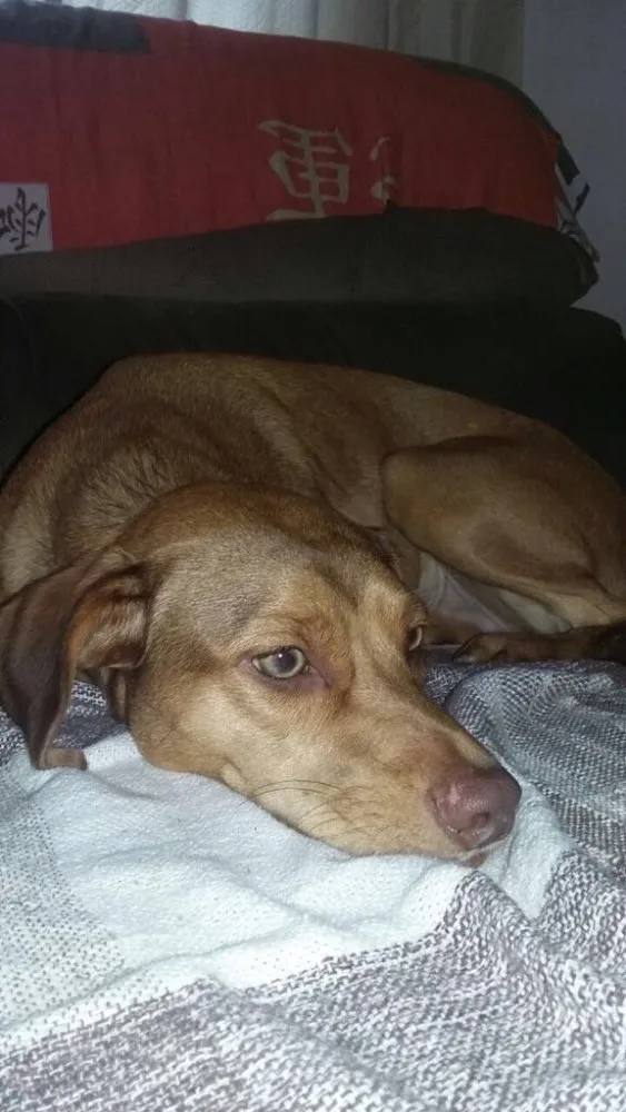 Cachorro ra a SRD  idade  nome Gigi 