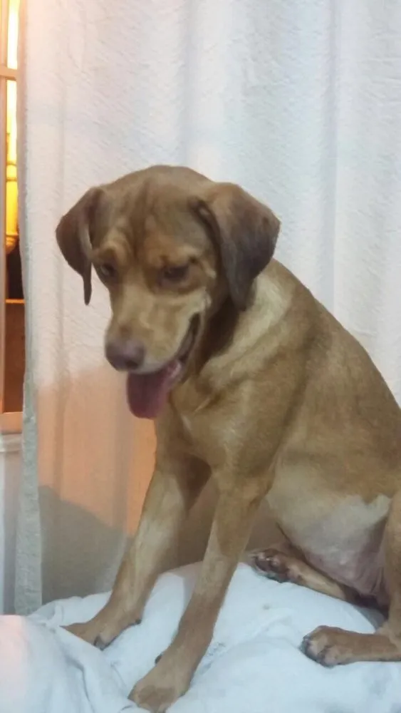 Cachorro ra a SRD  idade  nome Gigi 