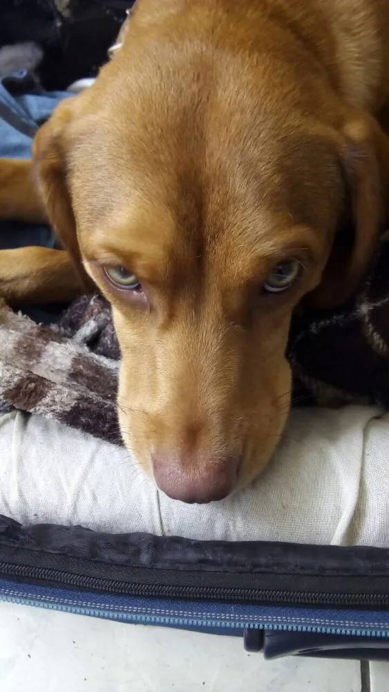 Cachorro ra a SRD  idade  nome Gigi 