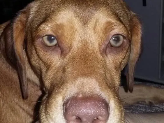 Cachorro ra a SRD  idade  nome Gigi 