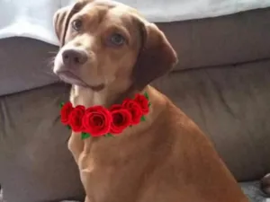 Cachorro raça SRD  idade  nome Gigi 