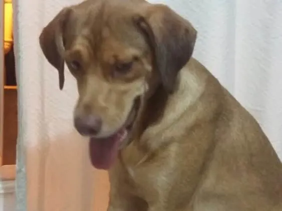 Cachorro ra a SRD  idade  nome Gigi 