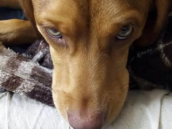 Cachorro ra a SRD  idade  nome Gigi 
